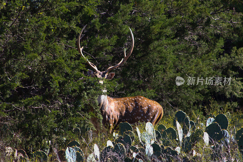 Large Male Axis Deer Buck